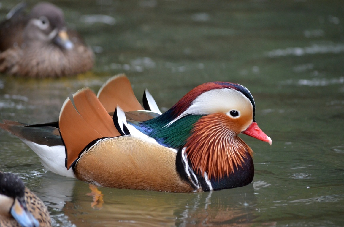 Mandarin Duck Pinola Aviary