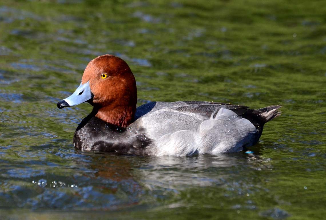 Redhead – Pinola Aviary