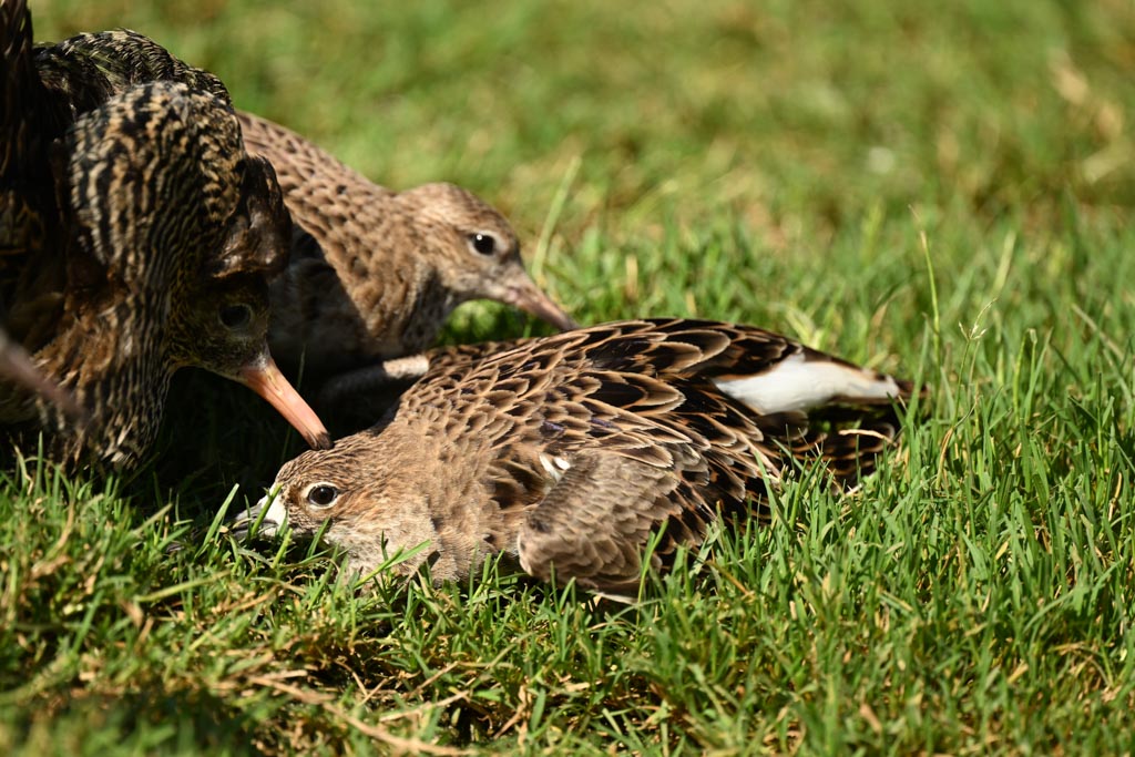Female crouching male head touching