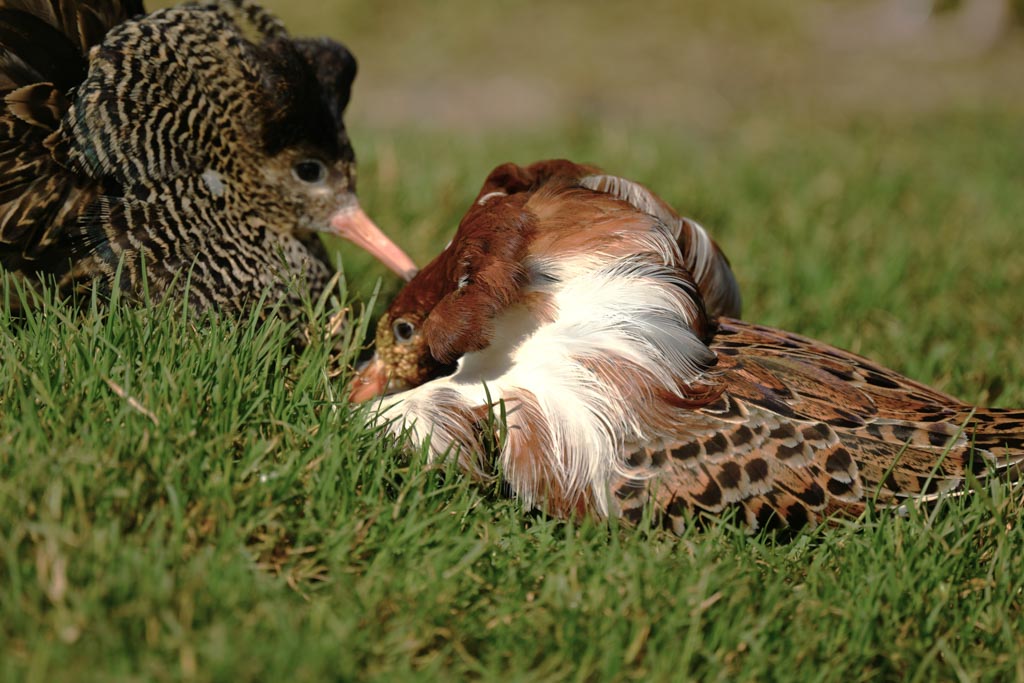 Independent and satellite males resume cooperative crouch display