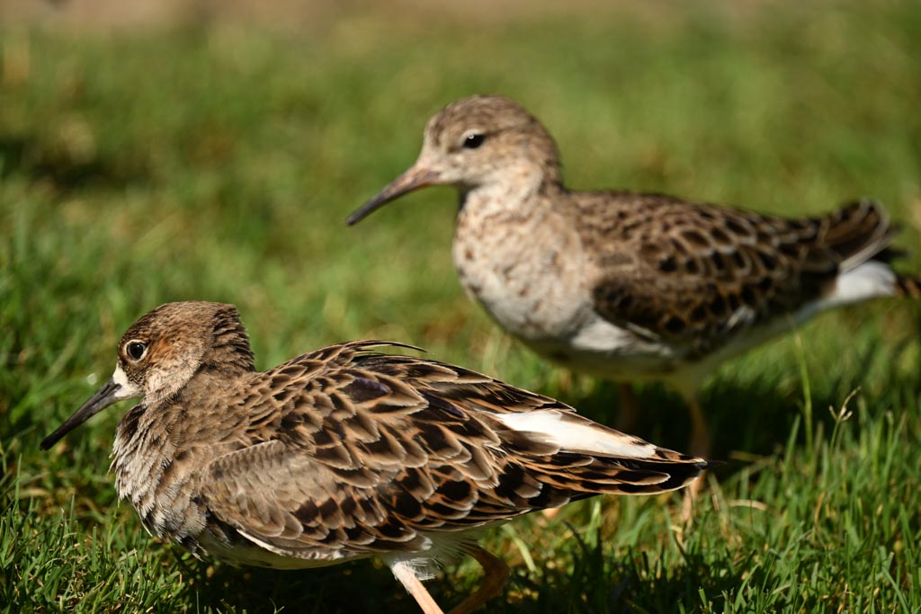 Crouching female eye dilated rises partially moves forward and crouches again