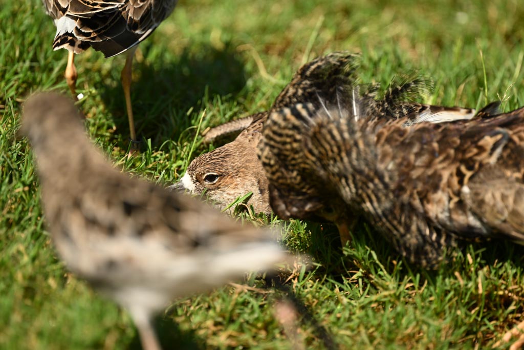 Crouching female and male in pre copulatory posture