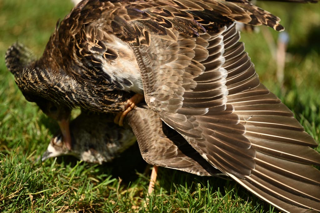 Independent male mounts but female rejects him by keeping tail down and standing