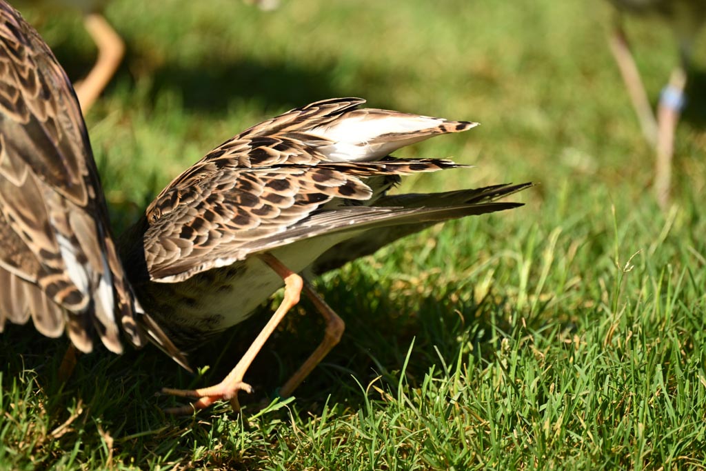 Female tail down stands sheds male