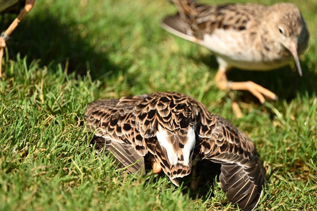 Female crouches again wings spread tail down independent male leaves