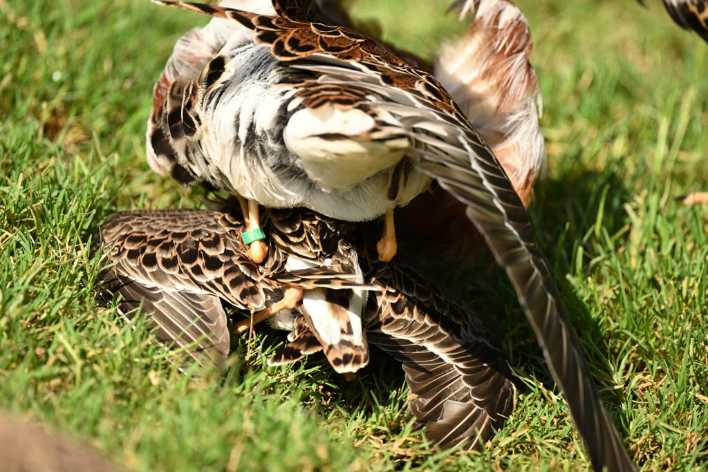 Satellite male immediately mounts crouching female