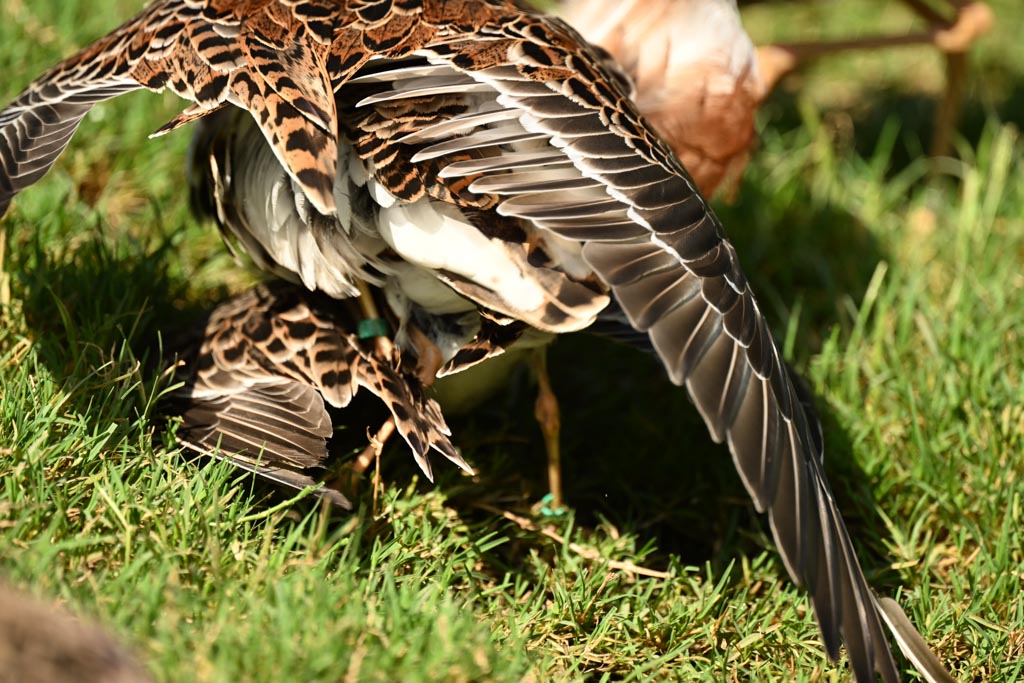Female lifts her tail