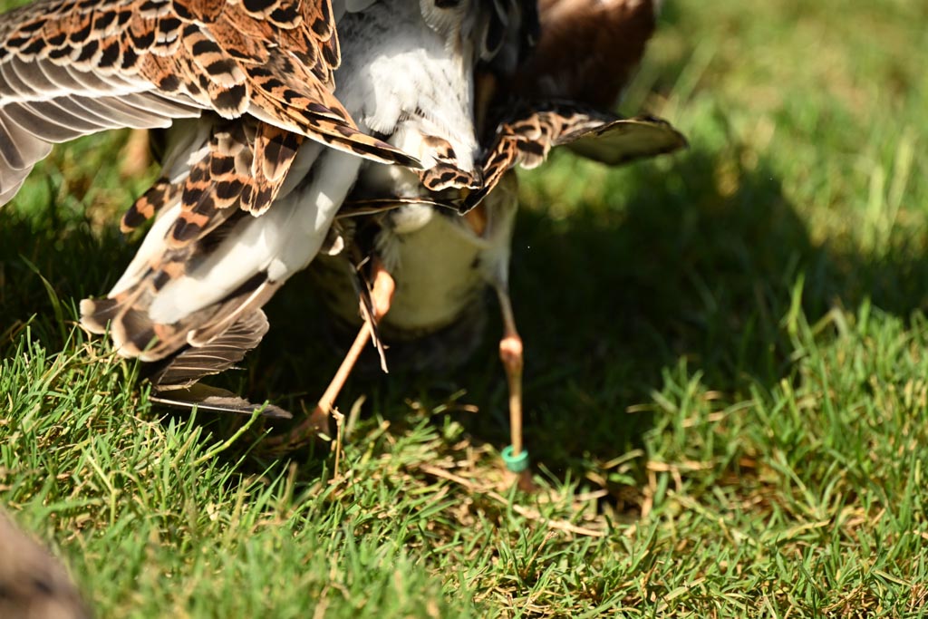 Satellite male successfully copulates with female